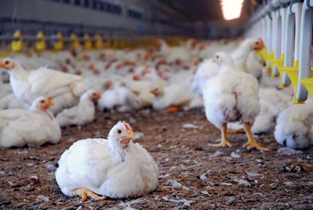 Halal Brazilian Frozen Poultry Exporters