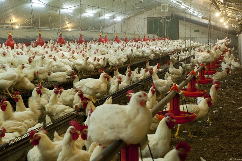 Advantages of owning a poultry advantages of poultry production advantages of poultry farming benefits of poultry farming
